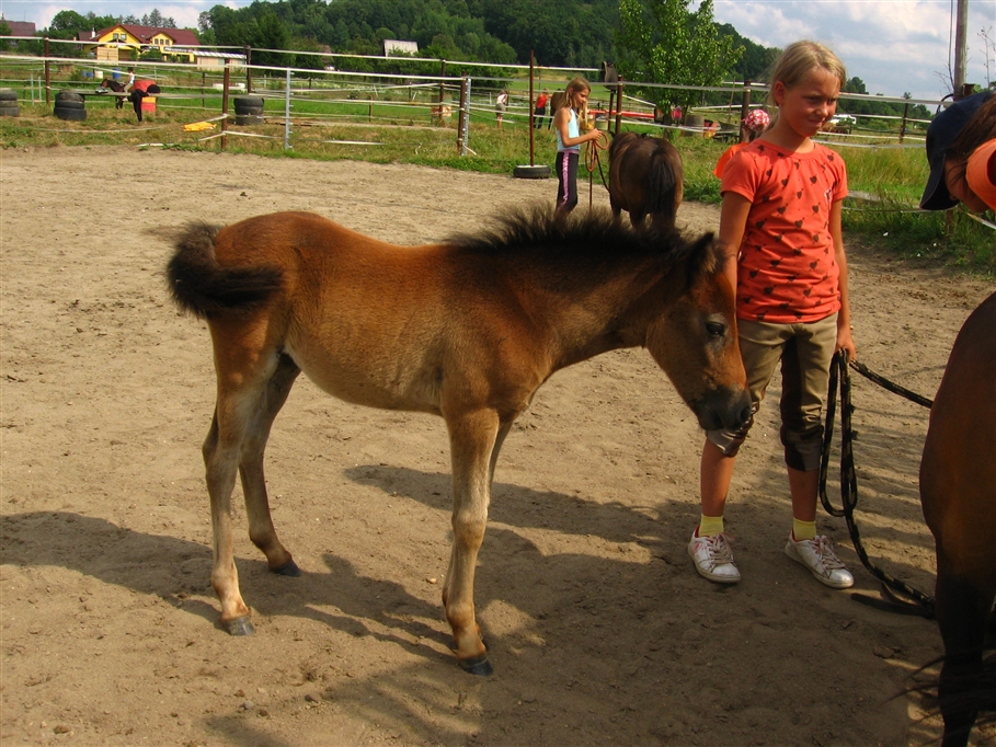 ponymimi